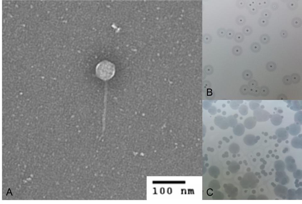 (A): Bakteriophage (Muc268) der Familie Siphoviridae im...
